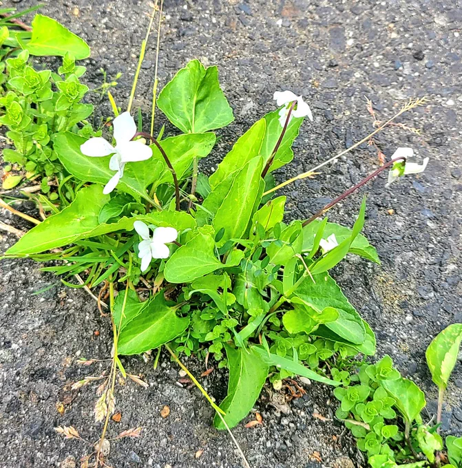 道端にスミレとタンポポが沢山生えてて可愛いその中に珍しく白いスミレ見つけた多分有明菫だとアプリは言う#毎日春ウォーキング 
