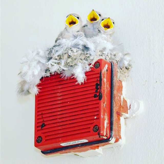 JESSDubai's tweet image. It's not just our Year 13s spreading their wings this spring! Check out these adorable baby birds that made a cozy nest on one of our campus fire alarms.
Nature's little graduates are ready to take flight! #SpringSurprises #CampusLife #BirdsOfInstagram