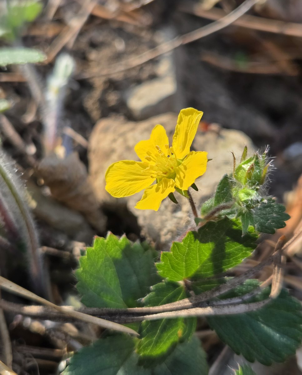 goldrose9090's tweet photo. 🌸⏳“Look Closer: The Gentle Difference Between Potentilla and Duchesnea”

😊#Potentilla #Duchesnea #WildflowerLove #YellowBlossoms #SpringFlowers #PlantDiary #BotanicalBeauty #NatureWalks #LookClosely #GardenTwins

Read more here!: 
🔗https://t.co/rv1aO2MO6i https://t.co/R7i6XUxrkR