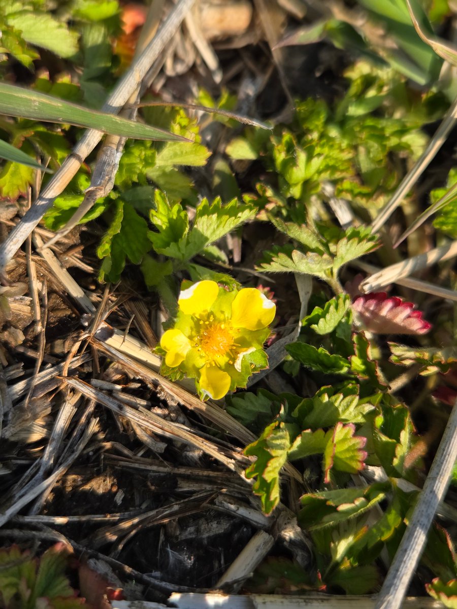 goldrose9090's tweet photo. 🌸⏳“Look Closer: The Gentle Difference Between Potentilla and Duchesnea”

😊#Potentilla #Duchesnea #WildflowerLove #YellowBlossoms #SpringFlowers #PlantDiary #BotanicalBeauty #NatureWalks #LookClosely #GardenTwins

Read more here!: 
🔗https://t.co/rv1aO2MO6i https://t.co/R7i6XUxrkR