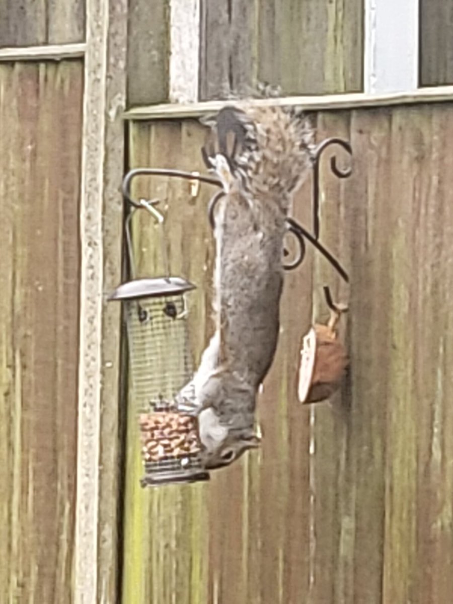 UglowKaye's tweet photo. A visitor in my garden https://t.co/Vs91cpHxcq