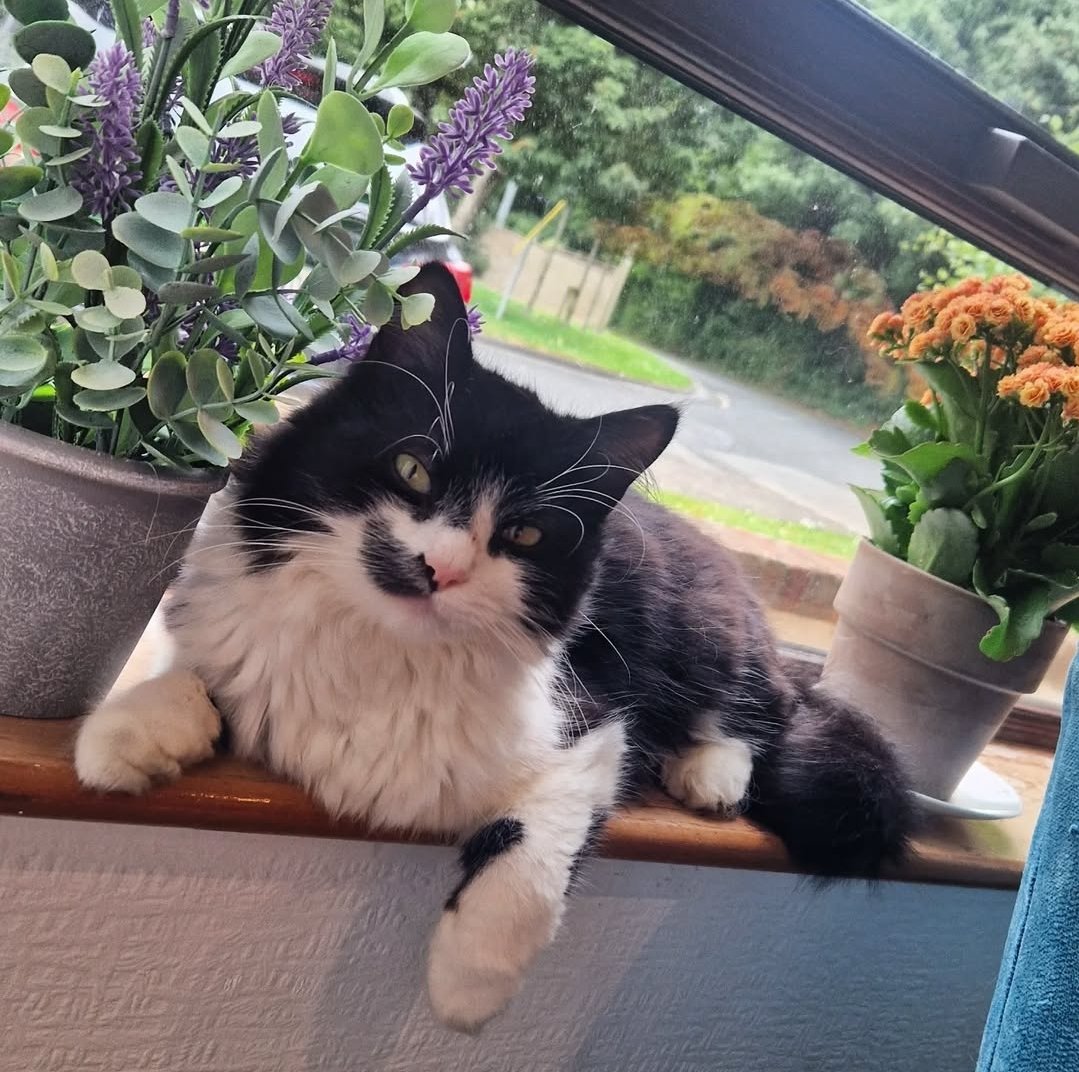 Frank is still missing, last seen Sunday 13th April at the FCA field off Church Road, Bray.

Really missing my beautiful boy. Please keep an eye and get in touch if you spot him.

#FrankTheCat #Missing #bray