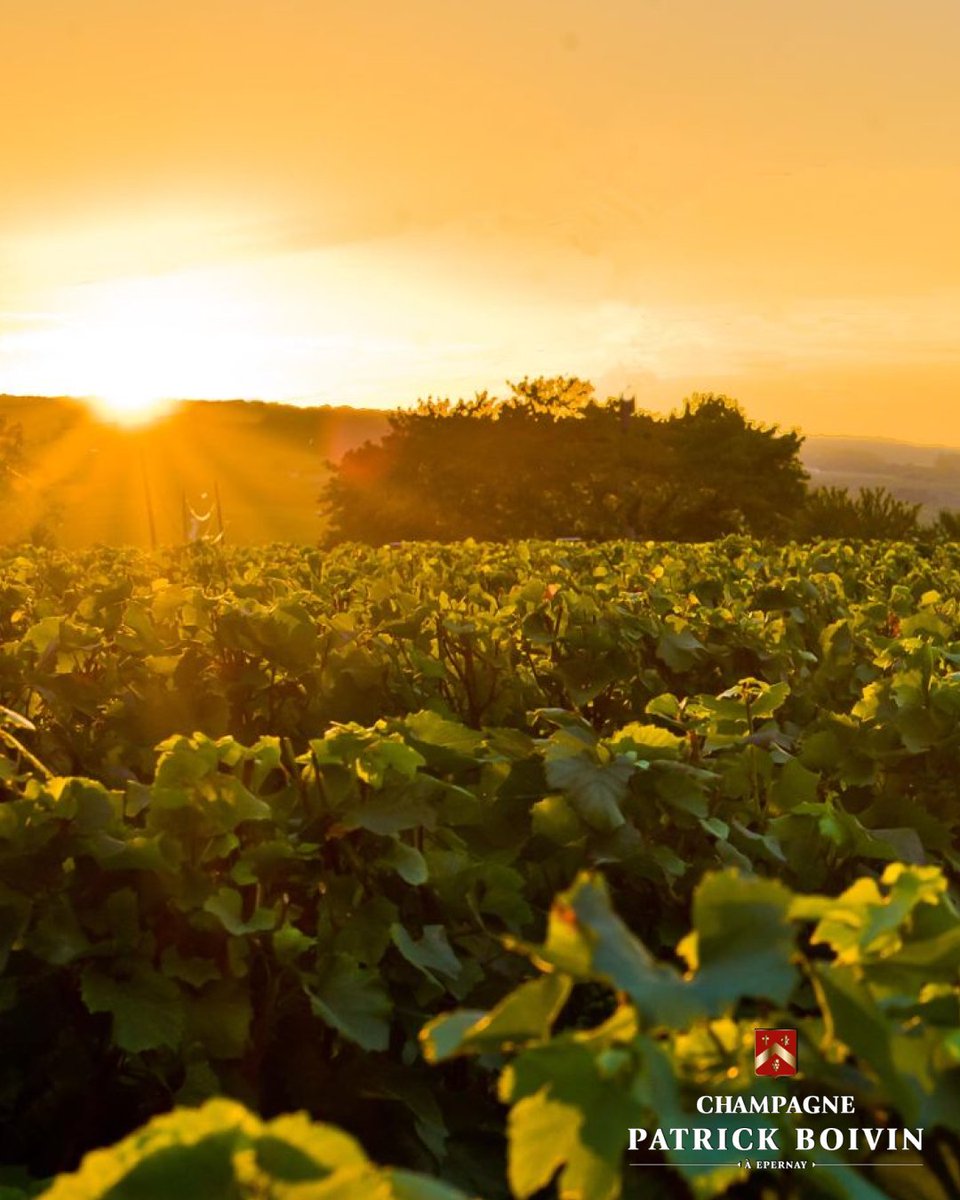 The epic Champagne somms don’t want you to know about…🥂

Get to know the people behind the label and shop their über smart grower Champagne 👉 brnw.ch/21wSbpd