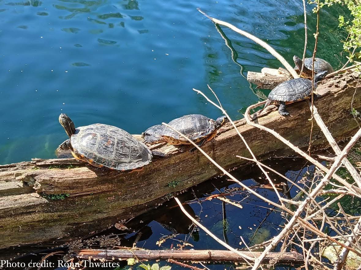 A sunny day in Dartford has brought out these five ex-pet turtles having over wintered and starting to warm in the Spring weather. If you’ve seen any, please complete our survey:

turtletally.co.uk

#pond #nonnative #public #terrapin #turtle #pet #canoe #lake