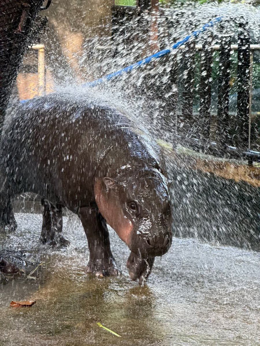 and_khamoo's tweet photo. วันเกิดหมูเด้ง Fcอยากให้จัดอะไรเม้นเลยเดี๋ยวทีมงานจะมาอ่าน
#hippo #PygmyHippo #ขาหมูแอนด์เดอะแก๊ง #หมูเด้งจะเด้งกี่โมง #Moodeng #พี่ขาหมู #สวนสัตว์แปลกเขาเขียว https://t.co/L7VZs9foYj