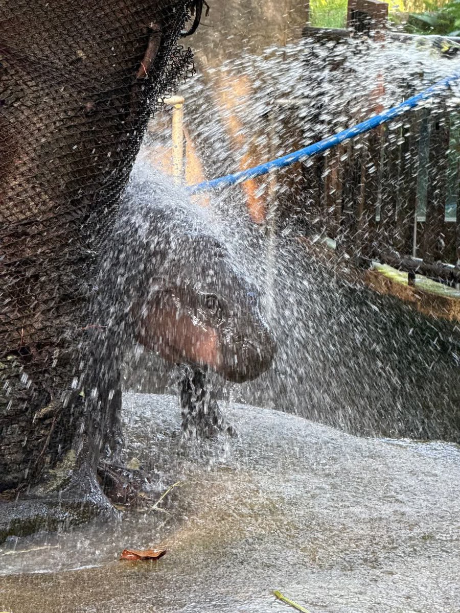 and_khamoo's tweet photo. วันเกิดหมูเด้ง Fcอยากให้จัดอะไรเม้นเลยเดี๋ยวทีมงานจะมาอ่าน
#hippo #PygmyHippo #ขาหมูแอนด์เดอะแก๊ง #หมูเด้งจะเด้งกี่โมง #Moodeng #พี่ขาหมู #สวนสัตว์แปลกเขาเขียว https://t.co/L7VZs9foYj