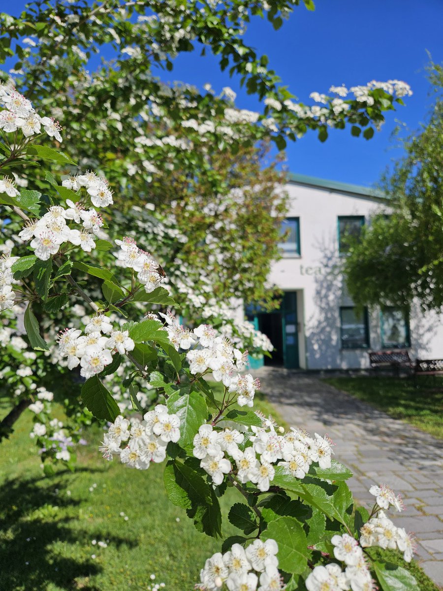 Did you know?
Hawthorn may support blood pressure, heart rhythm, and even mood.
It’s nature’s wellness multitool.
#HawthornTea #HeartHealth