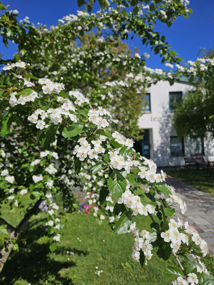 U Pampa Tea čuvamo tradiciju – svaki cvijet ručno bran, pažljivo sušen.
Zdravlje nije trend. To je odluka.
#HerbalWisdom #BiljniČaj