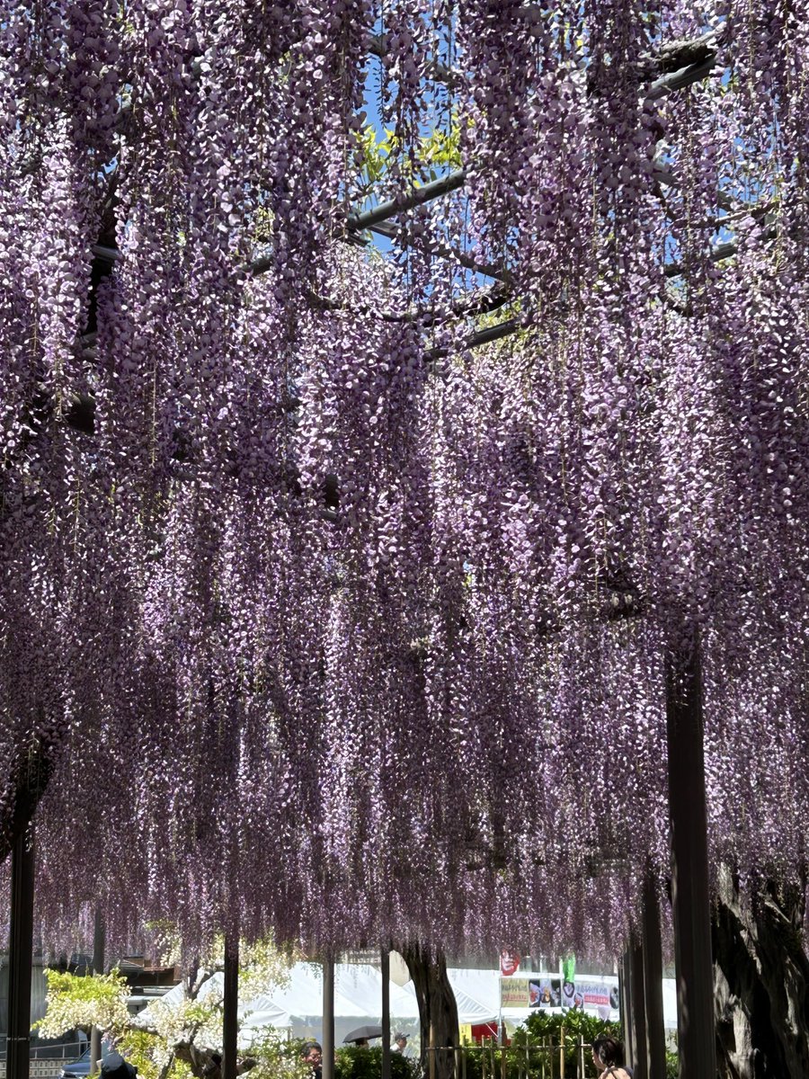 津島の天王川公園の藤を見てきました。見た目、香りとも最高です😄さすがにここは平日でもかなりの人出でした。