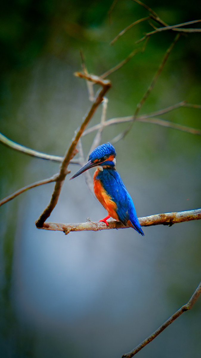 A flash of blue, a moment of magic. captured this vibrant kingfisher in Wilpattu, Sri Lanka, on April 20, 2025 — nature’s colors don’t need filters!
#KingfisherVibes #WilpattuDiaries #BirdPhotography #WildlifeWonder #NaturePerfection #SriLankaNature #ShafyClicks #SonyWildlifeTour