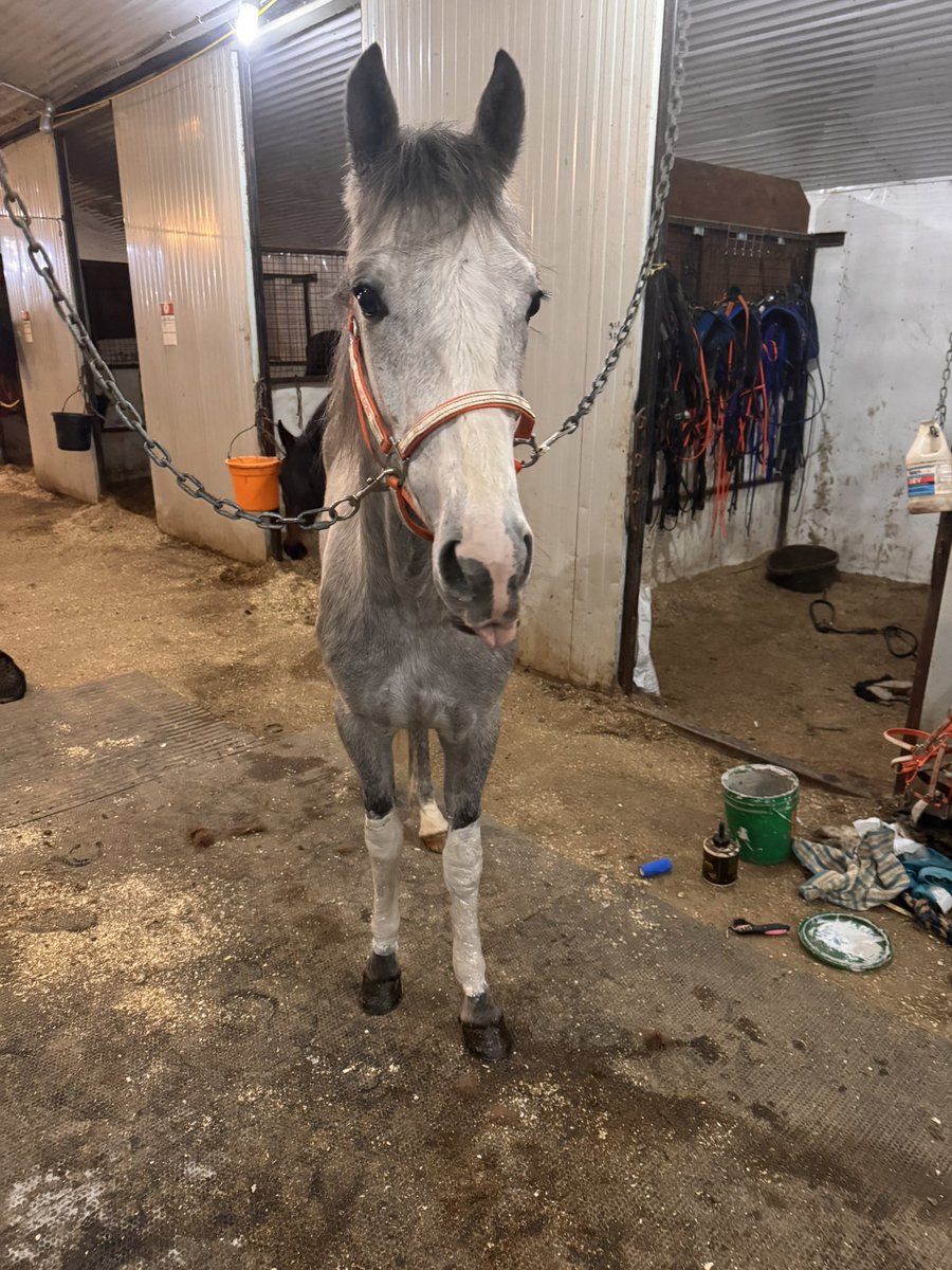 Qualified!! ✅ Let the three year old season fun begin! 💕✨