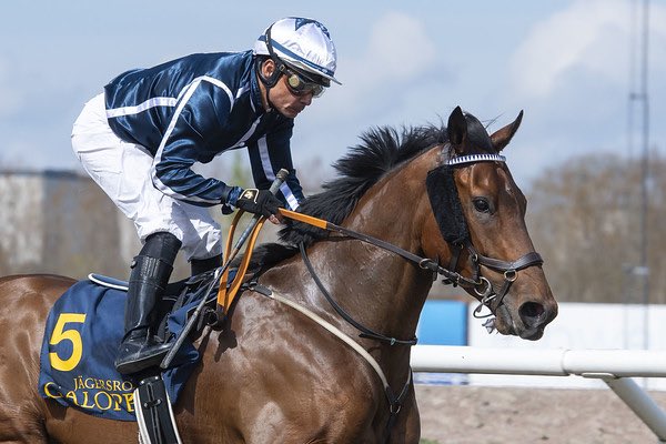 Alghalib 🥇 #nonaynever