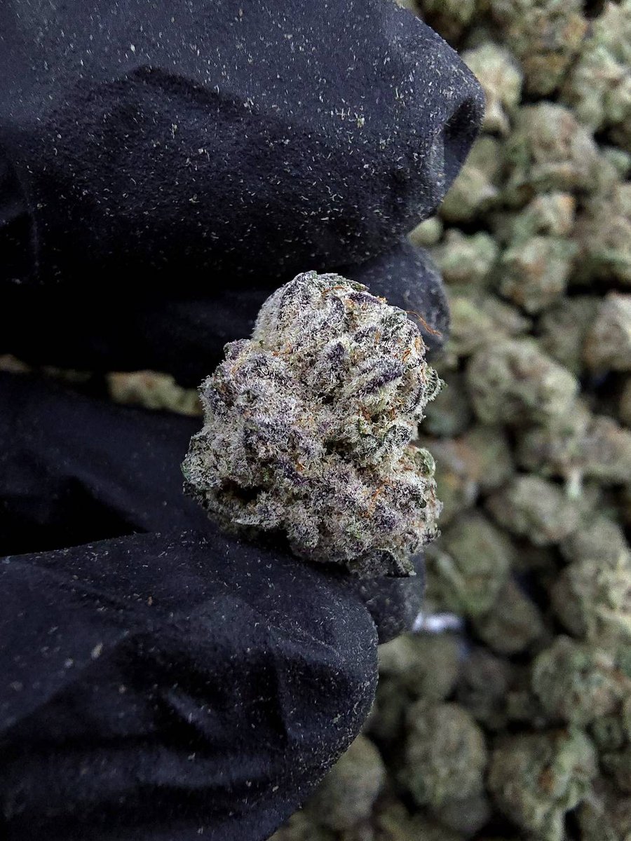 SW706's tweet photo. Sugar Plum (POPCORN)

Sativa : 60%
Indica : 40%
4G / 150 ฿ 
บริการส่ง Grad 
#กัญชาเชียงใหม่ #กัญชาแม่โจ้ #กัญชาสันทราย #กัญชาชนมือ #กัญชาราคาถูก #ผงขาวเชียงใหม่ #นัดเย็ดเชียงใหม่ https://t.co/DsLANEXHRd
