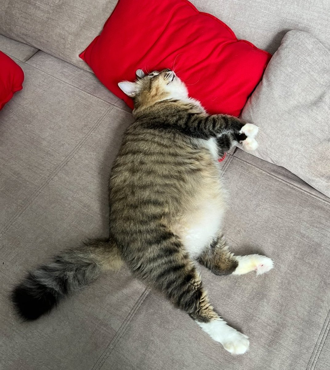 nxjwanasir's tweet photo. Shadow 2.9kg        Vs.      SHADOW 5.1kg https://t.co/6aR3rsTSH3