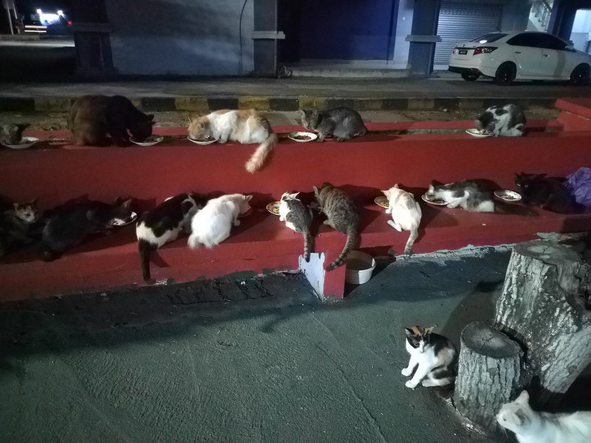 acis_ciqi's tweet photo. Buang kucing kat pasar bukan “selamat”. Itu cuma nampak senang untuk manusia, tapi azab untuk kucing..ada tak sape2 yang sanggup kongsi rezeki utk stray...

Bajet sebulan mknn straycat
Love cat 3 guni rm450
Trendline rm300
Jumlah rm750 https://t.co/0cd2xAPqcf