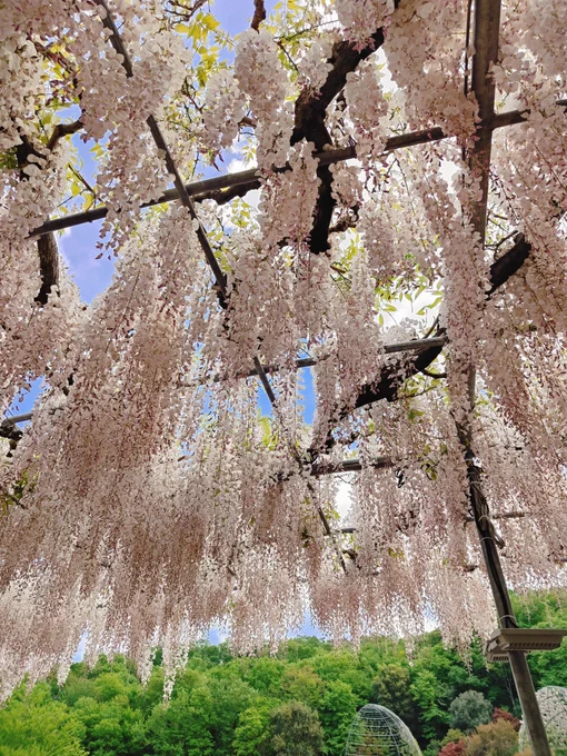 春を満喫してきました 