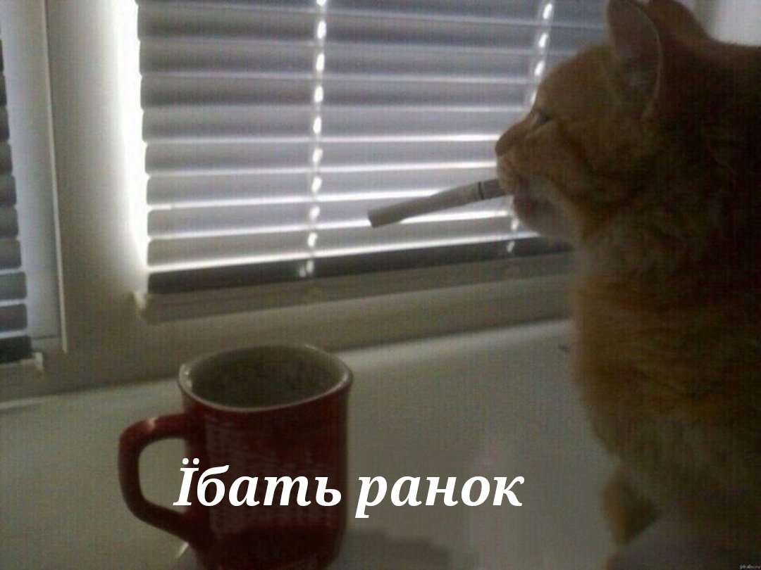 Славко🇺🇦 (@tazasho21) on Twitter photo 