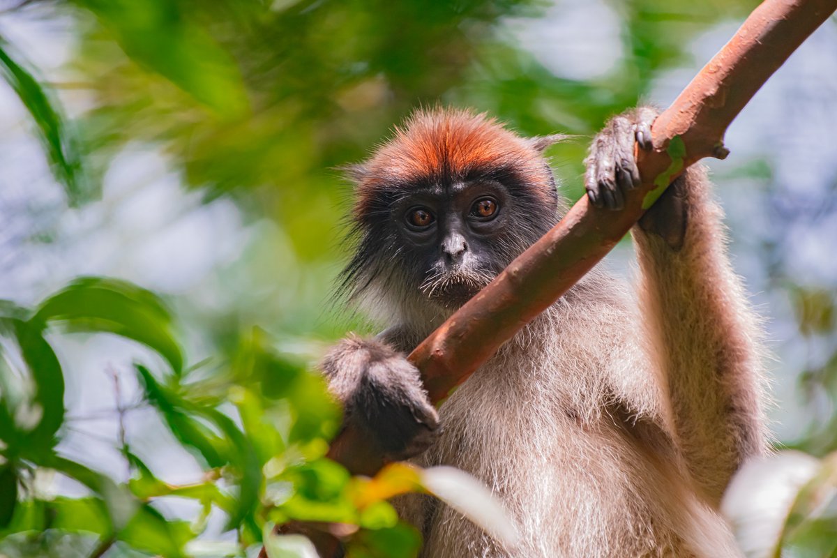 bownaankamal's tweet photo. Unlike many primates, the Ugandan red colobus lacks thumbs! This adaptation helps them move swiftly through the treetops, using a hook-like grip to swing between branches in dense forest canopies.
.
.
π΅ Bigodi | Uganda
.
.
#wildprimates #bigodi #bownaankamal #primateslove #wildencounters #wildlifeplanet #ugandawildlfie #apesofafrica
