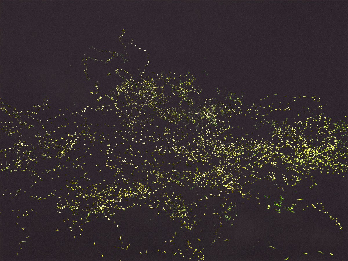 A_Joe_Wu's tweet photo. Catch the magic of fireflies this early summer at Bitan and Hemei Mountain in Xindian! 🌌✨ #Taiwan #HemeiMountain #Nature #fireflies #FireflySeason https://t.co/ALjnCdpQmm