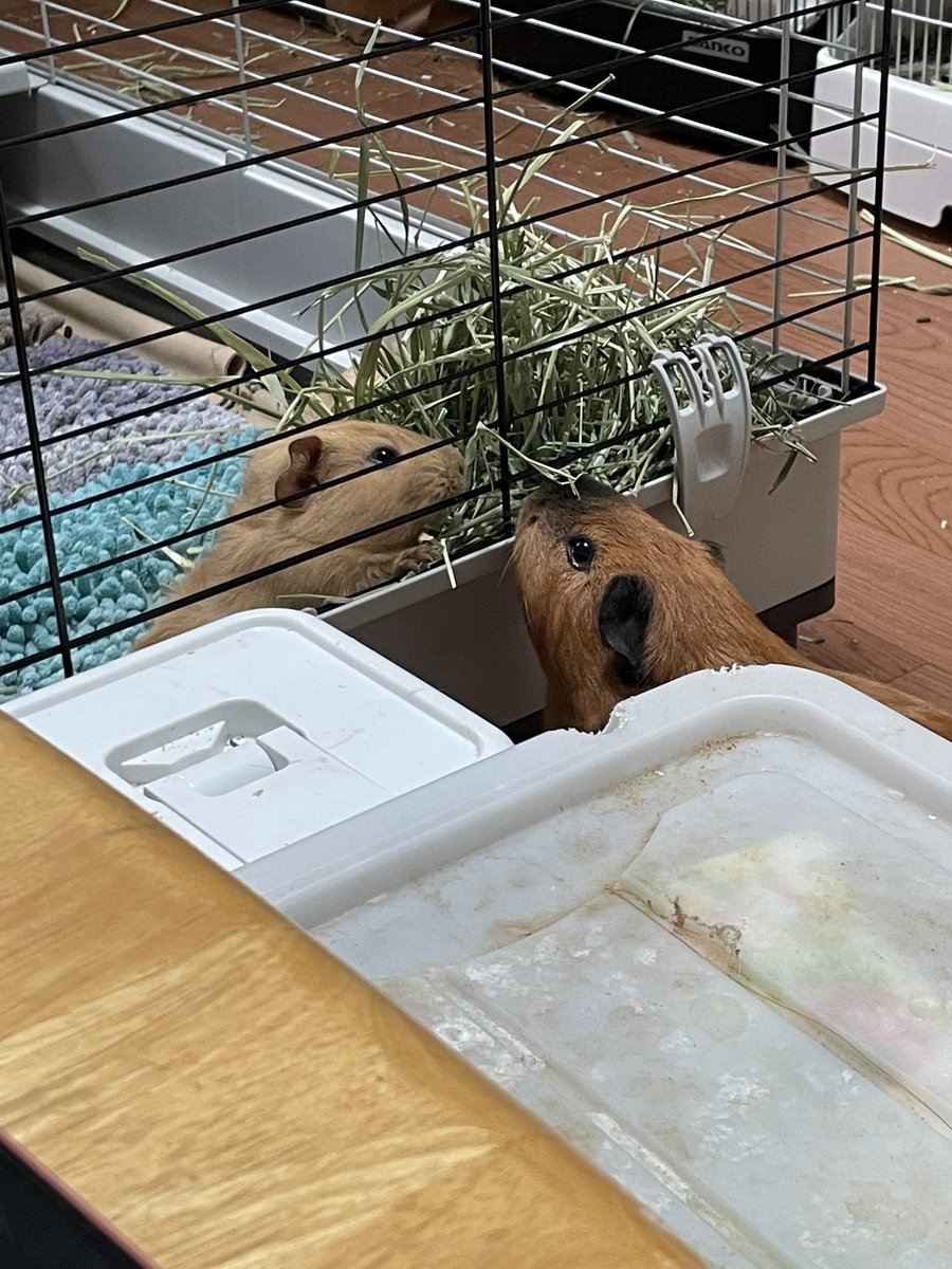 チビの草でも容赦なく食べる　#モルモット