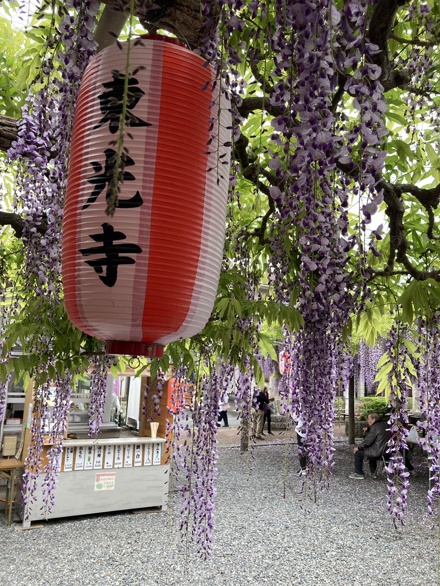 mtkox33's tweet photo. 東光寺の長藤まつりです
すごく良い香りでとても綺麗でした
名物の静岡おでんも美味しかったです

#長藤まつり #長藤 #東光寺の長藤 #東光寺の長藤まつり #東光寺 #牧之原市 https://t.co/AJN5JLE7eb