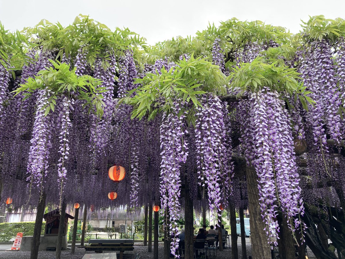 mtkox33's tweet photo. 東光寺の長藤まつりです
すごく良い香りでとても綺麗でした
名物の静岡おでんも美味しかったです

#長藤まつり #長藤 #東光寺の長藤 #東光寺の長藤まつり #東光寺 #牧之原市 https://t.co/AJN5JLE7eb
