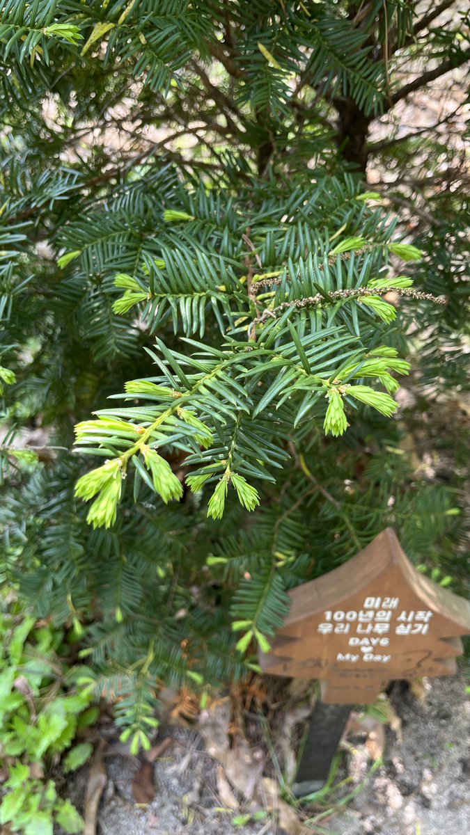 데나무(주목/식재 4년차)는 잘 지내고 있습니다🌲