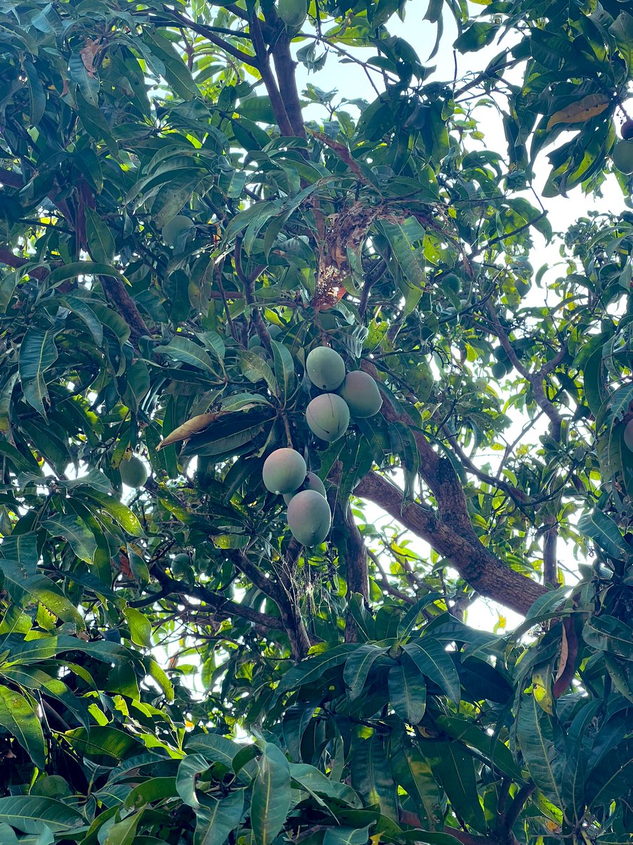DrGanesh_Japan's tweet photo. The Mango 🥭 tree I planted in my 7th grade Summer vacation. 
 செந்தூரம் 😋😋😋 https://t.co/sEv5K5JsN2
