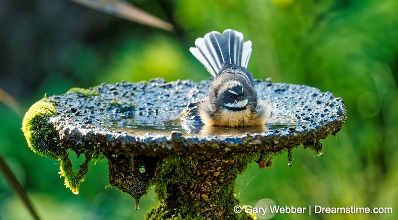 Dreamstime's tweet photo. Rub a dub dub 😊🐦
https://t.co/0vtpQsHQSl
#Piwakawaka #Fantail #NewZealandBirds #BackyardBirding #BirdBathTime https://t.co/MveKwWbA0T