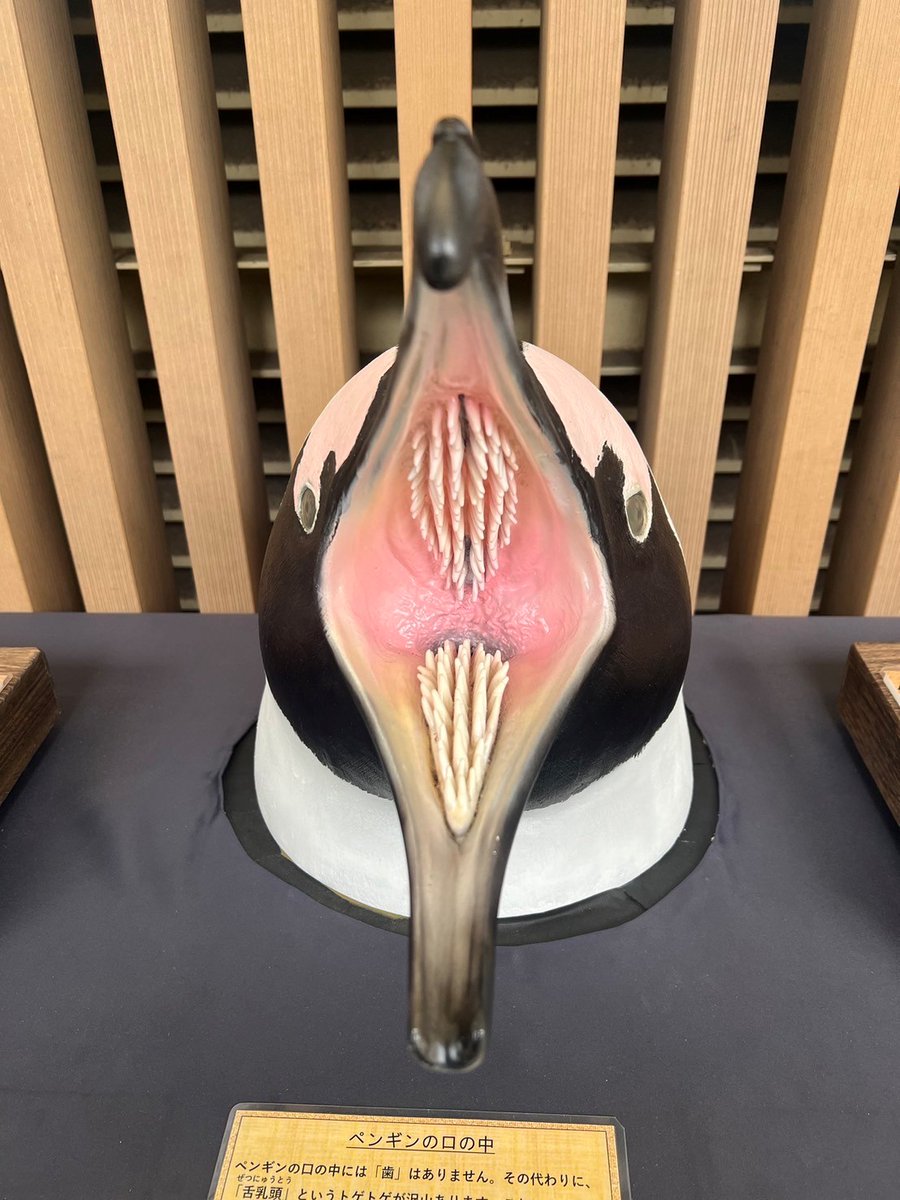 世界ペンギンの日イベント開催中🐧 今回はペンギンの口の中のヒミツを