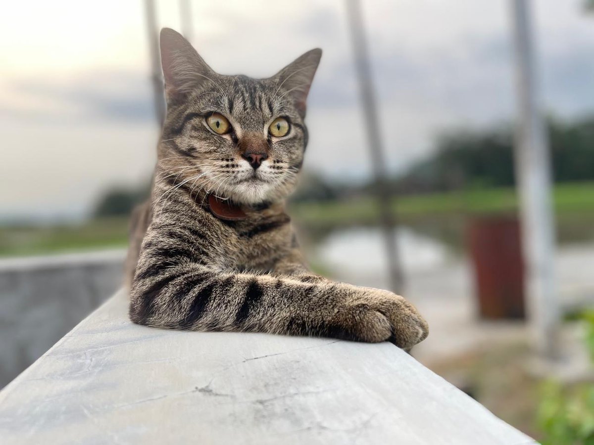 ratna fre tweet media