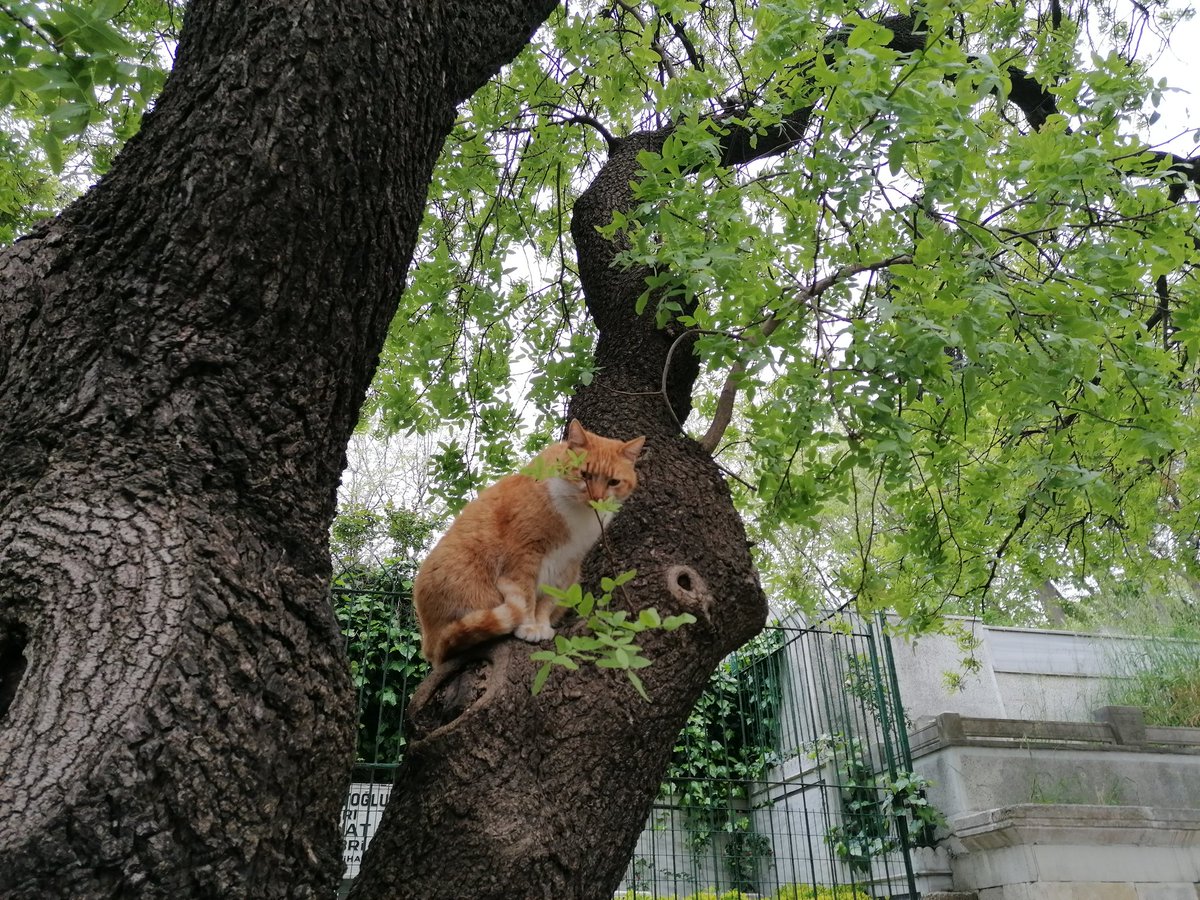 Denmiştir ki:
"İnsanların mal-mülk, mevkii ve rütbe ihtirası, onları Hak'tan uzaklaştırır. İhtiraslar başkalarının kapısına yüz sürme alışkanlığı kazandırır. Bu duruma düşen insanlar gerçek secdenin zevkini tadamazlar."

📷 Karyağdı Bayırı,
Eyüp Sultan'dan.