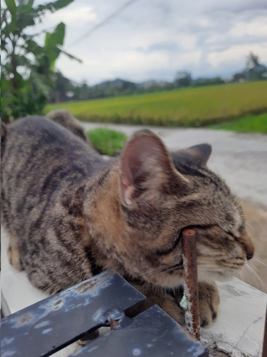 ratna fre tweet media