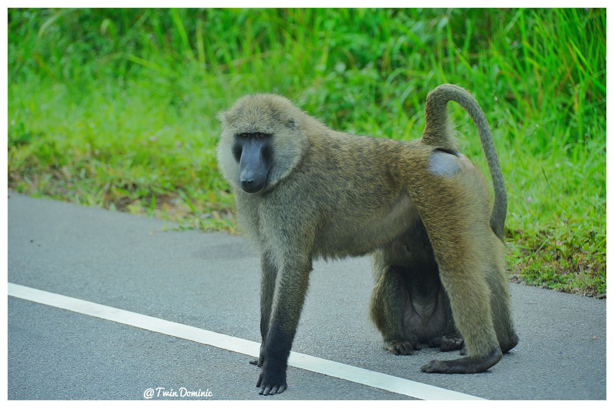 DerrickKoojo's tweet photo. Let's help you create memories that will last forever with @new_era_safari.
Whataspp: +256 788793459
Email:info@newerasafari.com
#ExploringTheWorld
#ExploreUganda https://t.co/LwiLqhzC7u