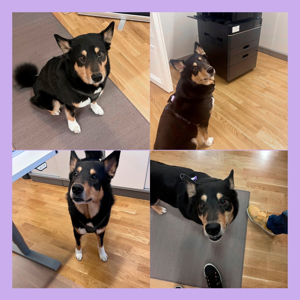 Toimistollamme piipahti Lapinporokoira Börje, joka vei sydämet mennessään ja tarkasti samalla eväspussit (ihan vaan varmuuden vuoksi) ♥️ Börje muistuttaa meitä ihmisen parhaan ystävän merkityksestä ja monista rooleista yhteiskunnassa. 🐶Hyvää valtakunnallista #koiranpäivä ! #lvi