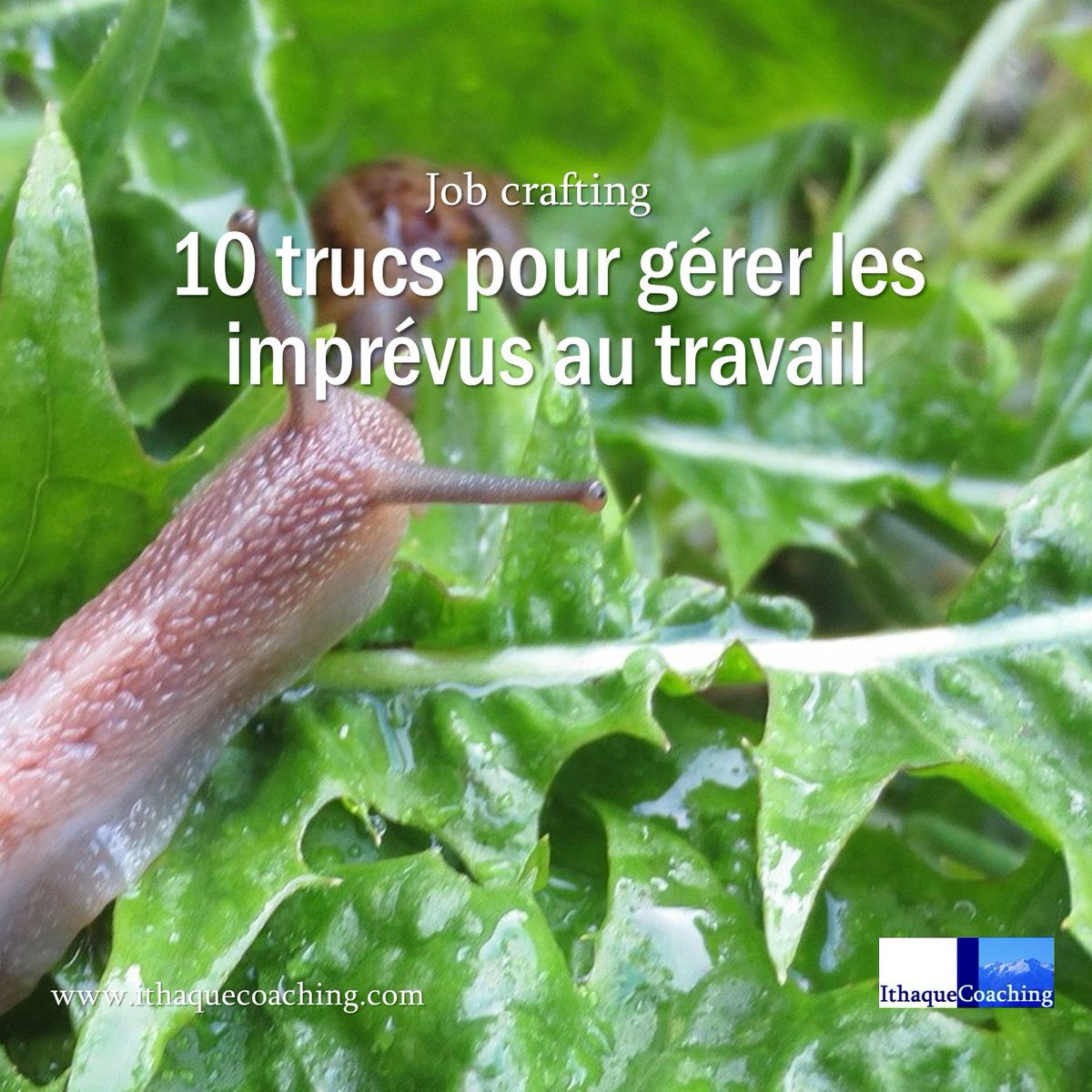 De la même manière que la limace vient parfois ruiner les efforts du jardinier, impondérables et autre aléas peuvent parfois mettre à mal le plaisir au boulot des plus enthousiastes! Quelques pistes pour gérer les imprévus professionnels ithaquecoaching.com/articles/sens-…