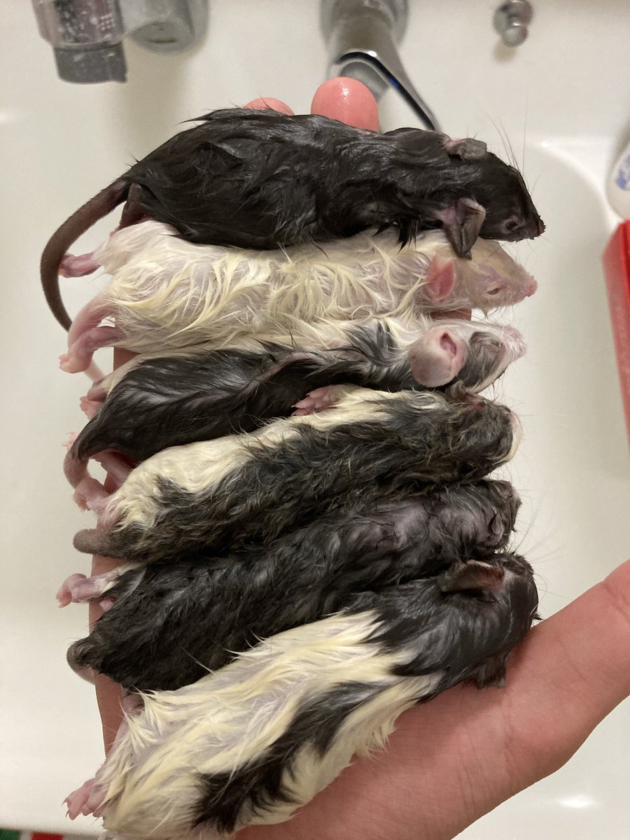 蛇の餌🐍🐁