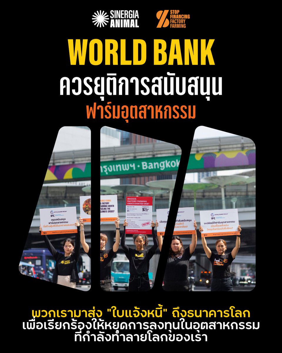 sinergia_thai's tweet photo. 🔥 ฟาร์มอุตสาหกรรมกำลังทำลายโลก แล้วทำไม @WorldBank @IFC_org ยังลงทุน?
วันนี้ (24 เม.ย.) เราและองค์กรทั่วโลกยื่นจดหมายถึงธนาคารโลก กรุงเทพฯ
เรียกร้องให้ หยุดสนับสนุนฟาร์มอุตสาหกรรม ที่ทำลายสิ่งแวดล้อมและสัตว์!
#StopFinancingFactoryFarming #GlobalDayOfAction #SinergiaAnimal https://t.co/8Vm91DIAJ4