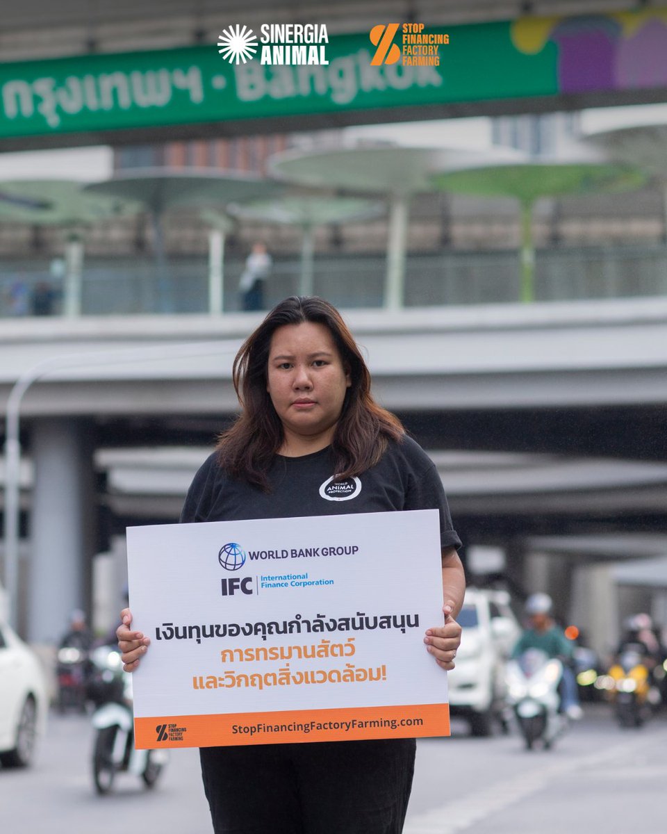 sinergia_thai's tweet photo. 🔥 ฟาร์มอุตสาหกรรมกำลังทำลายโลก แล้วทำไม @WorldBank @IFC_org ยังลงทุน?
วันนี้ (24 เม.ย.) เราและองค์กรทั่วโลกยื่นจดหมายถึงธนาคารโลก กรุงเทพฯ
เรียกร้องให้ หยุดสนับสนุนฟาร์มอุตสาหกรรม ที่ทำลายสิ่งแวดล้อมและสัตว์!
#StopFinancingFactoryFarming #GlobalDayOfAction #SinergiaAnimal https://t.co/8Vm91DIAJ4