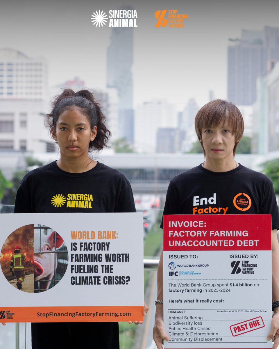 sinergia_thai's tweet photo. 🔥 ฟาร์มอุตสาหกรรมกำลังทำลายโลก แล้วทำไม @WorldBank @IFC_org ยังลงทุน?
วันนี้ (24 เม.ย.) เราและองค์กรทั่วโลกยื่นจดหมายถึงธนาคารโลก กรุงเทพฯ
เรียกร้องให้ หยุดสนับสนุนฟาร์มอุตสาหกรรม ที่ทำลายสิ่งแวดล้อมและสัตว์!
#StopFinancingFactoryFarming #GlobalDayOfAction #SinergiaAnimal https://t.co/8Vm91DIAJ4