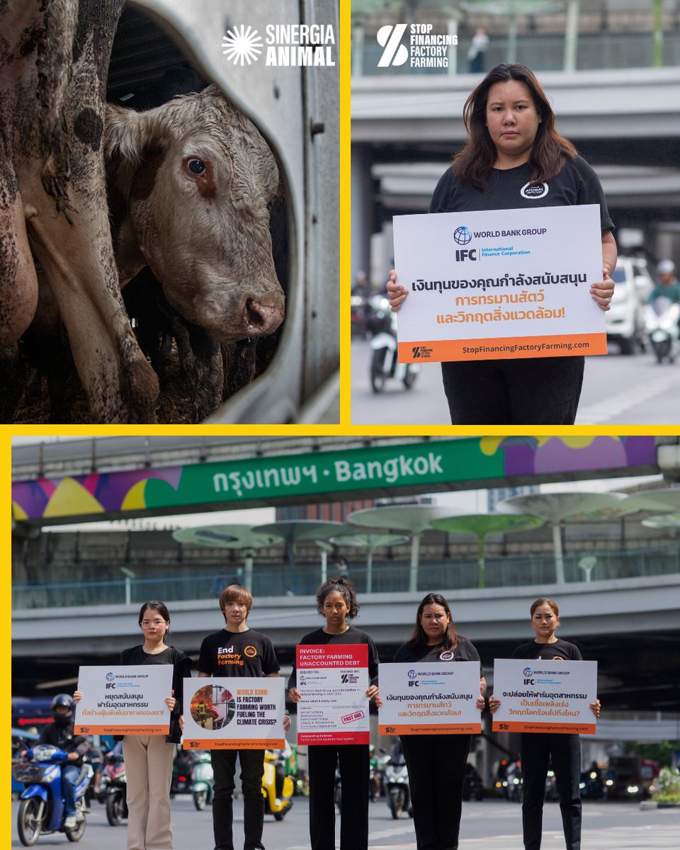sinergia_thai's tweet photo. ฟาร์มอุตสาหกรรมทำลายชีวิต-สิ่งแวดล้อม แต่ @WorldBank @IFC_org กลับลงทุนกว่า $1.4 พันล้านใน 2 ปี 😡
⛔ ทำลายดิน-น้ำ
🐄 ทำร้ายสัตว์
🦠 เสี่ยงโรคระบาด
🔥 เร่งโลกร้อน
24 เม.ย. โลกส่งเสียงถามว่า: คุ้มจริงหรือ?
#StopFinancingFactoryFarming #GlobalDayOfAction #SinergiaAnimal https://t.co/WUoofSBE1K