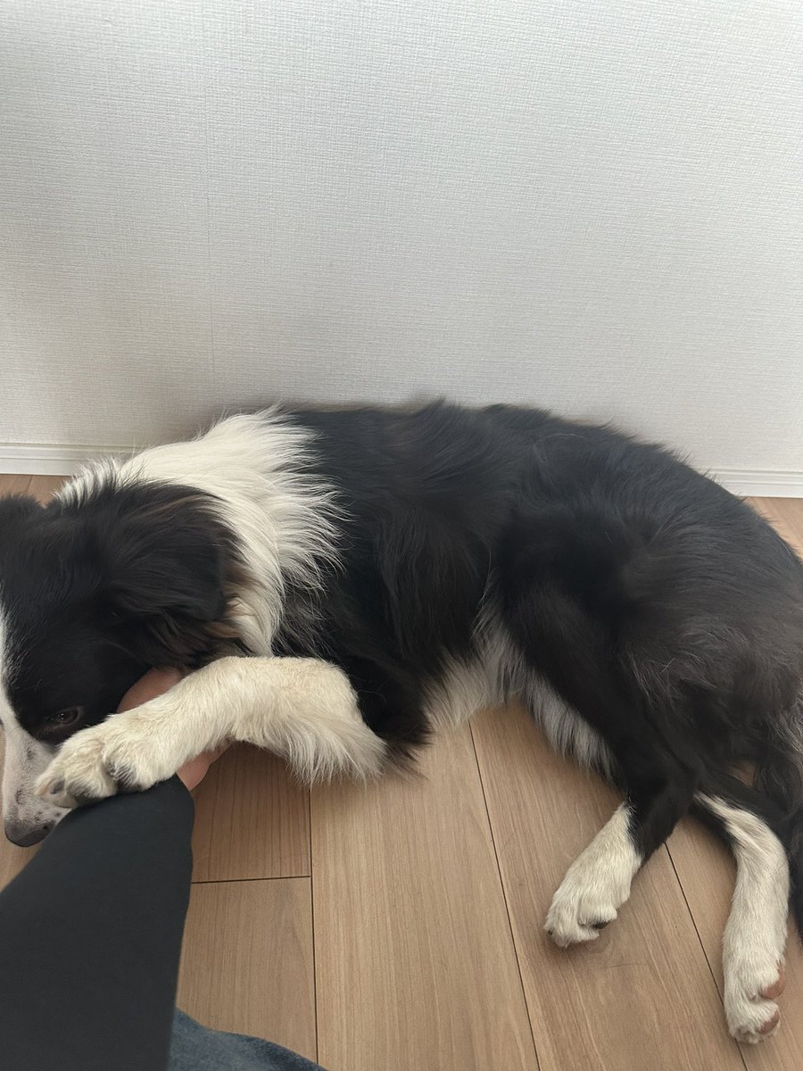 散歩行こうと言われると、この態勢

撫でられる方が、好き🐶

#ボーダーコリー
#ドクターわんこ