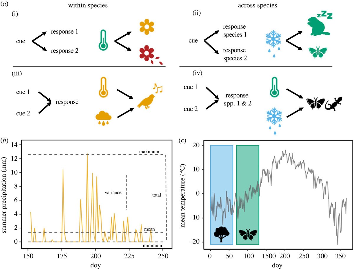 RSocPublishing's tweet image. Current and lagged climate affects phenology across diverse taxonomic groups: ow.ly/zPfj50VFjlq #ProcB #ClimateChange #ecology
