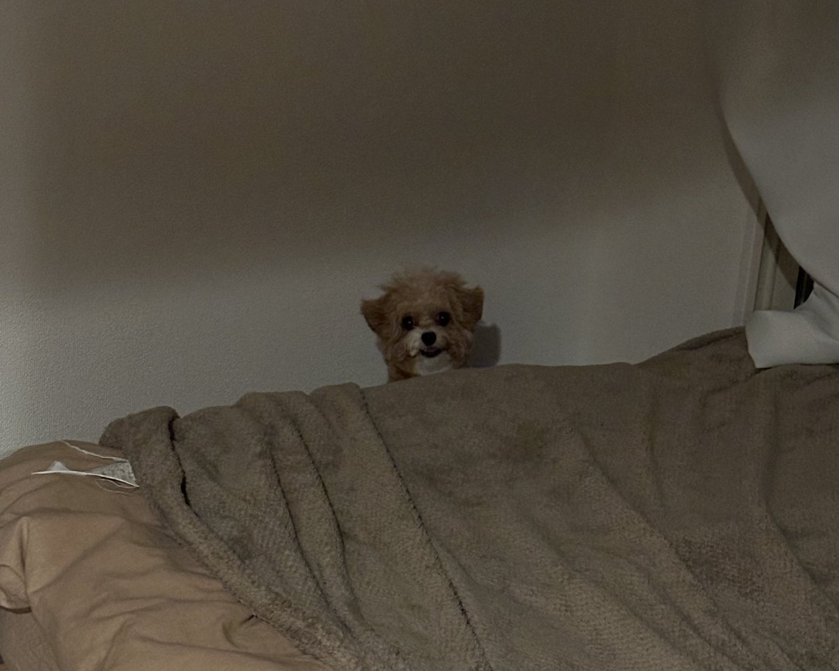 chipoo_bear's tweet photo. お気に入りの歯磨きガムをひとりでゆっくり堪能したくて真っ暗な寝室にいた妖怪 https://t.co/aoTC36xoFe