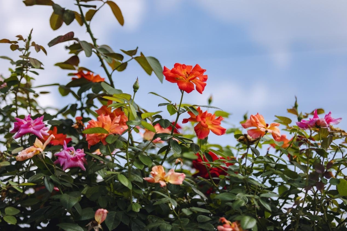 InsightNingbo's tweet photo. #Ningbo's elevated highways are blooming with roses, creating a stunning "flower corridor" that enhances the city's landscape. The vibrant month of roses has turned these roads into winding paths of spring that offer a beautiful escape from the usual cityscapes. #SpringInNingbo https://t.co/HgTRjvV28Z