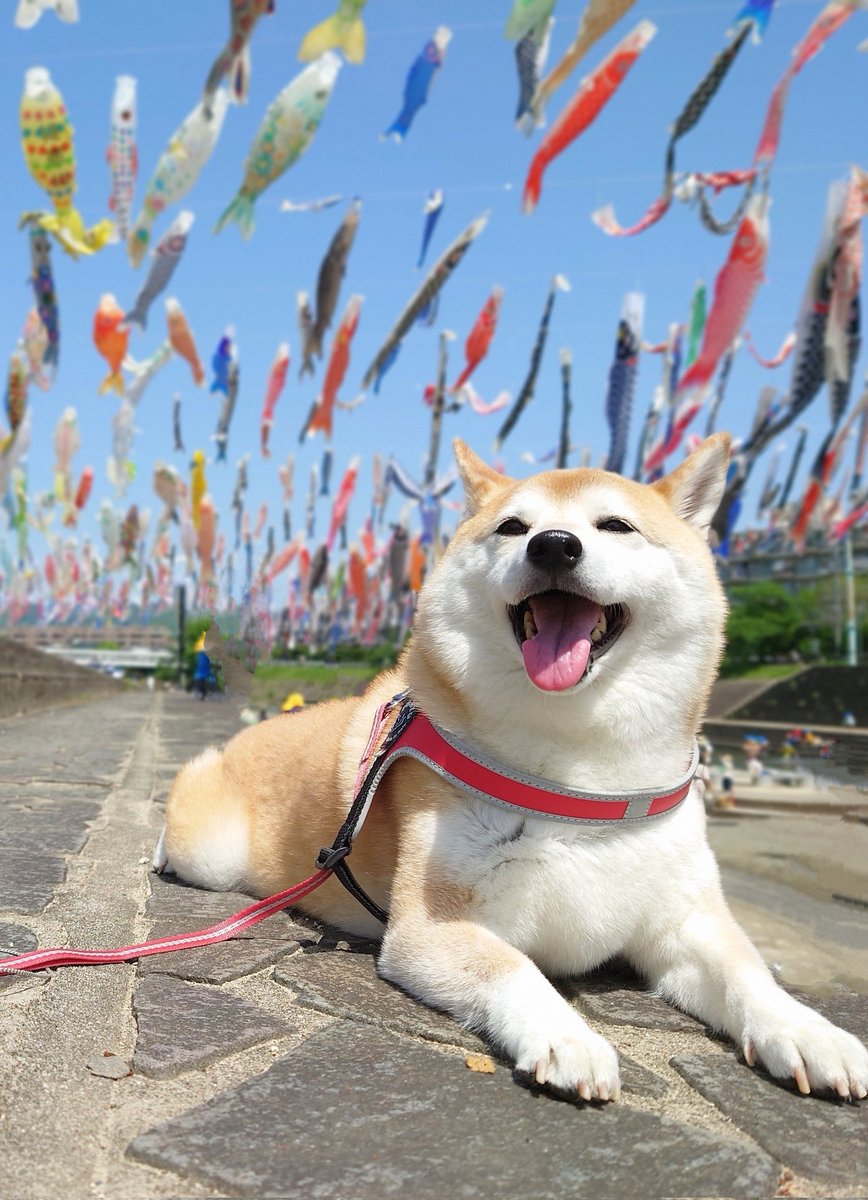 お魚たくさん泳いでるねー🎏