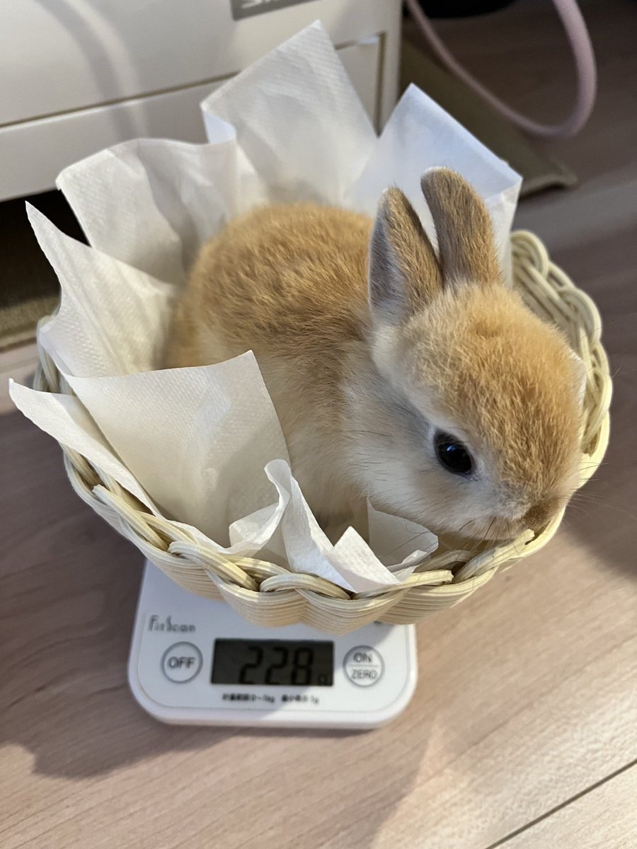 qoo250213's tweet photo. お迎えしてすぐ（左から3/16、17、18）のくーちゃん　かわいい、あまりにもかわいい https://t.co/x6GlvJNiLl