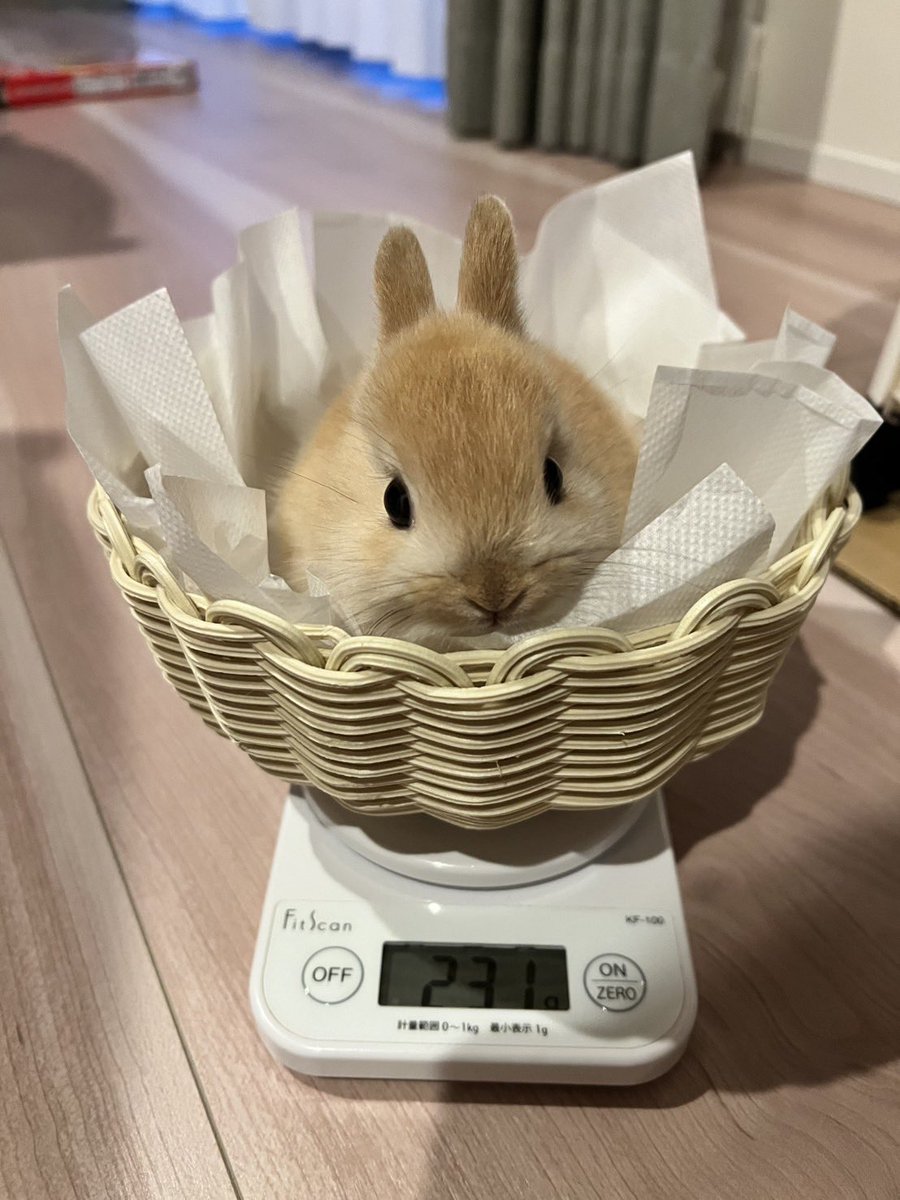 qoo250213's tweet photo. お迎えしてすぐ（左から3/16、17、18）のくーちゃん　かわいい、あまりにもかわいい https://t.co/x6GlvJNiLl