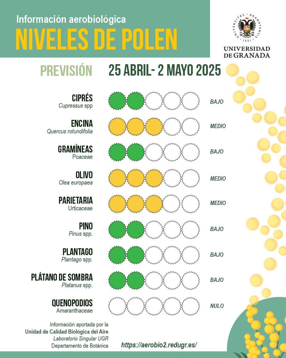 #InformePolenUGR | Previsión 25 abril al 12 de mayo

🟢 Finaliza la polinización de cipreses y plátanos de sombra y comienza la floración de olivos y gramíneas en Granada

📑 Lee el informe completo: sl.ugr.es/InformePolen24…
