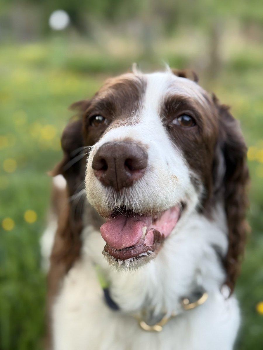 Jonah Goldberg tweet media